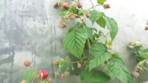 Малина Самохвал. Наконец-то, именно то, чего ждали все садоводы.