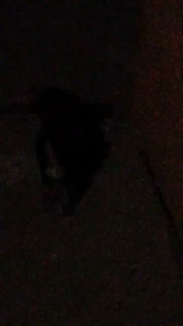 фобус и деймас в телескоп на телефон (мои спутники не спутники Марса!!!) смотреть онлайн