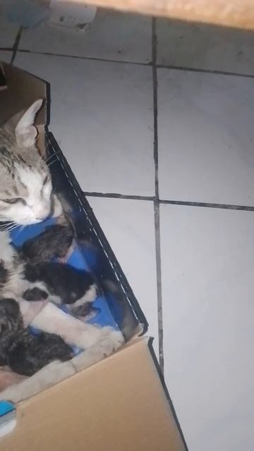 si komet melahirkan 3 ekor.... смотреть онлайн