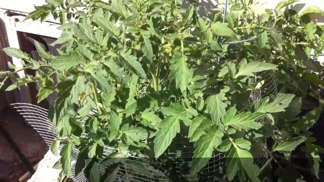 Tomato and Pepper Life (Filmed and Edited on iPhone 4) (HD)