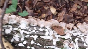 Buretele cu dinti violet...