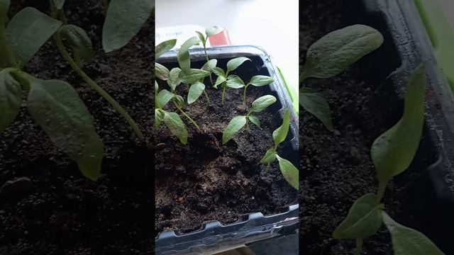 Проливаем рассаду любую перед пикировкой и закалкой)))