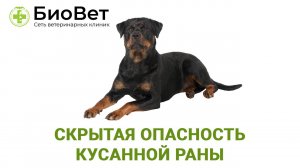 Скрытые опасности кусанных ран
