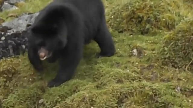 Avistamiento de Oso Vereda La Trinidad - Mina Palacio, Municipio de Guasca смотреть онлайн