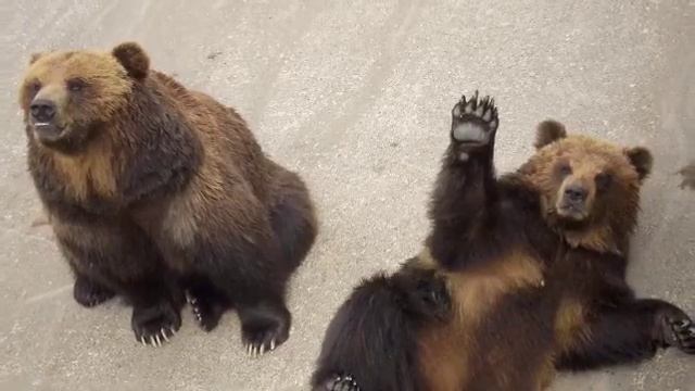 morino kuma lisa смотреть онлайн