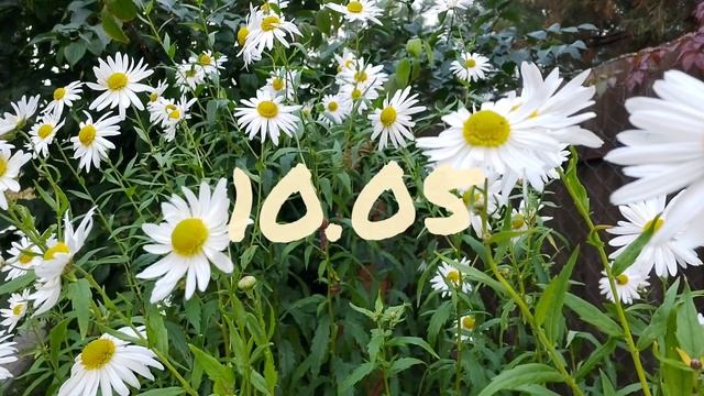 Лунный календарь для цветовода с6.05-12.05.24г. смотреть онлайн