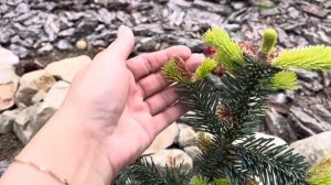 ХВОЙНЫЕ ПОСЛЕ ЗАМОРОЗКОВ. КТО ОКАЗАЛСЯ СЛАБЫМ И СИЛЬНЫМ.