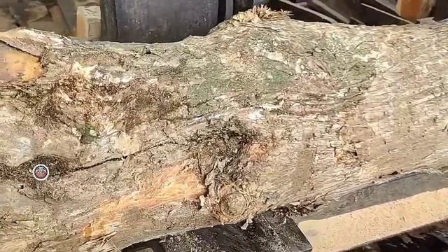 Horrible seconds!! A giant lizard comes out with its body cut in half by a sawmill!!