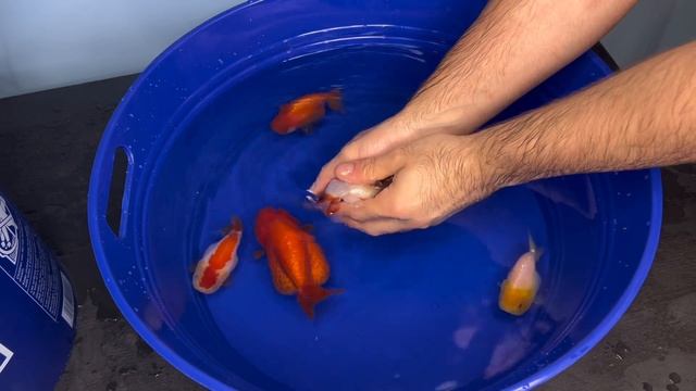 How to breed goldfish - Hand spawning ranchu goldfish смотреть онлайн