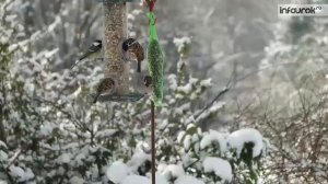 Времена года  Зима   Окружающий мир 2 класс #29   Инфоурок