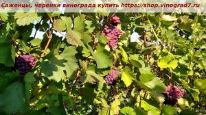 Виноград Кишмиш Запорожский на пасынках, 16 октября,  а мы угощаемся его ягодами. Пузенко Наталья