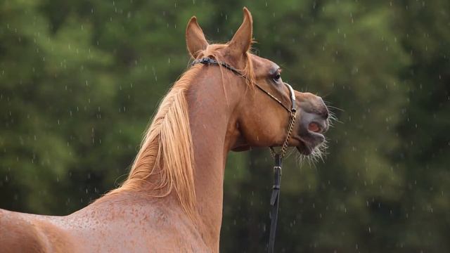 SH B Adaggio - LA Cosmos by Ajman Moniscione x LA Madona by Shaklan IBN Bengali смотреть онлайн