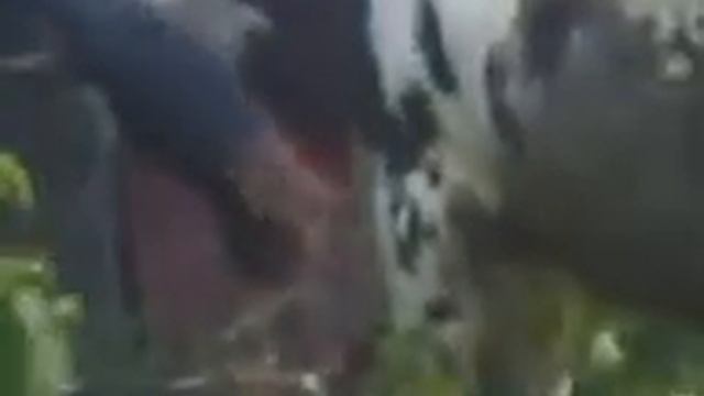 завалить быка смотреть онлайн