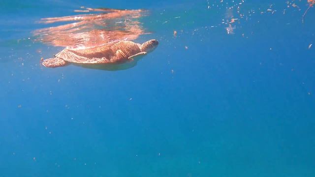 Hotel Malikia Abu Dabbab Marsa Alam żółwie 🐢🐢🐢🐢 смотреть онлайн