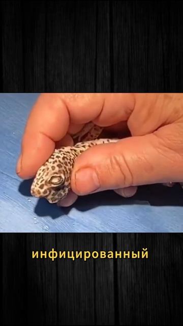 Ветеринар лечит геккона от выпадения глаз #интересныефакты #научпоп #историческиефакты  #фактыдня