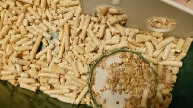 ХОМЯЧКАМ 6 ДНЕЙ (HAMSTERS ARE 6 DAYS OLD)
