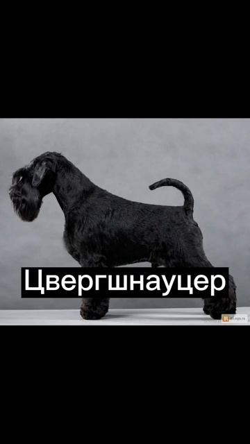 Маленькие породы собак топ собака животные питомцы рекомендации