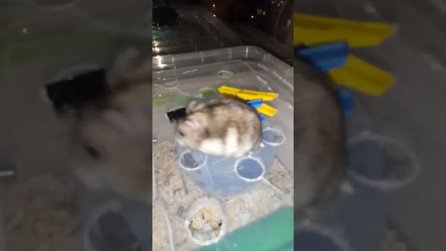 Голова маленькая а живот большой 😅 смотреть онлайн