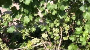 Сурученский белый