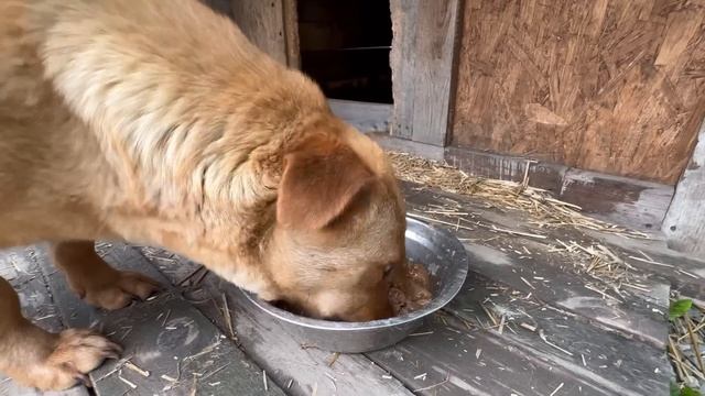 Щенки радуются нам смотреть онлайн