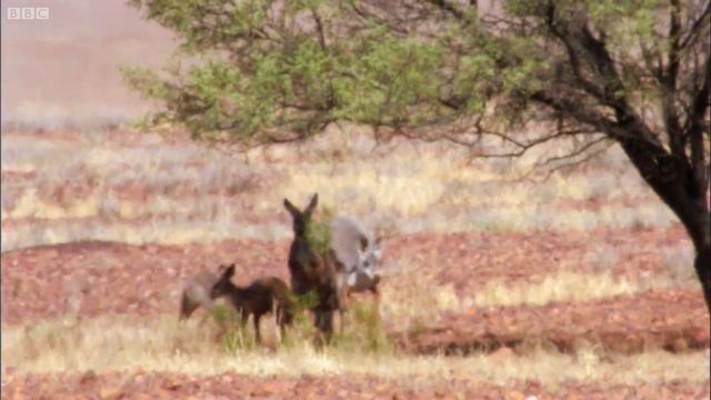 Amazing Kangaroo Technique to Stay Cool | Planet Earth | BBC Earth смотреть онлайн