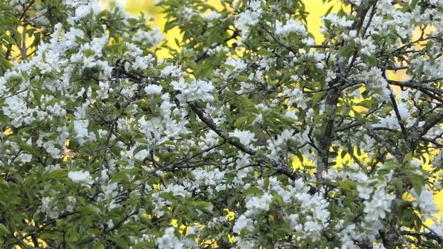 14 мая — Радоница. Что можно и нельзя делать #традиции #обряды #приметы