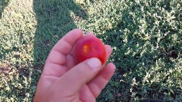 абрикос Фуего смотреть онлайн