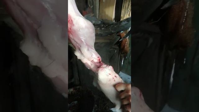 Разделка кролика за 5 мин смотреть онлайн