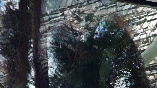 Сообразительный орангутан (ролик 2)