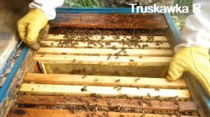 #Пчёлы. Количество новых семей от одной  семьи за сезон. Нужно увеличить пасеку?