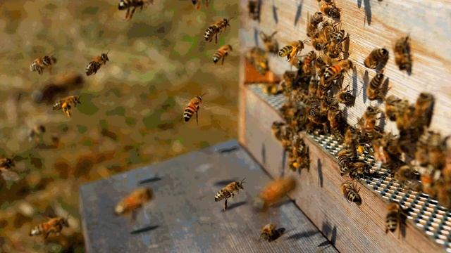 Антропогенний вплив на життя бджіл - Літвінов Ростислав