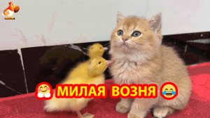 Милая возня суетливых Утят и сонного  Котенка 😹❣️🤗