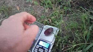 Виноград Байконур. 2020р.