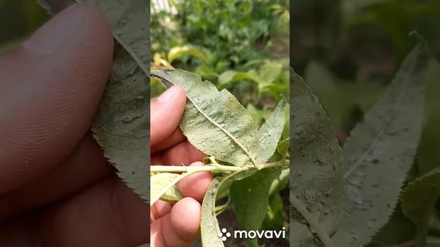 ТЛЯ. ОБРАБОТКА ДЕРЕВЬЕВ ОТ ТЛИ БИО СРЕДСТВОМ. ОБРАБОТКА ДЕРЕВЬЕВ ОТ ТЛИ ЭКО СРЕДСТВОМ.#shorts смотреть онлайн