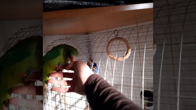 Весеннее равноденствие Барабандов попугай смотреть онлайн