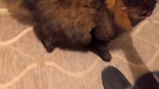 Кот Марс. Снова боевые вопли. И бой без правил. смотреть онлайн