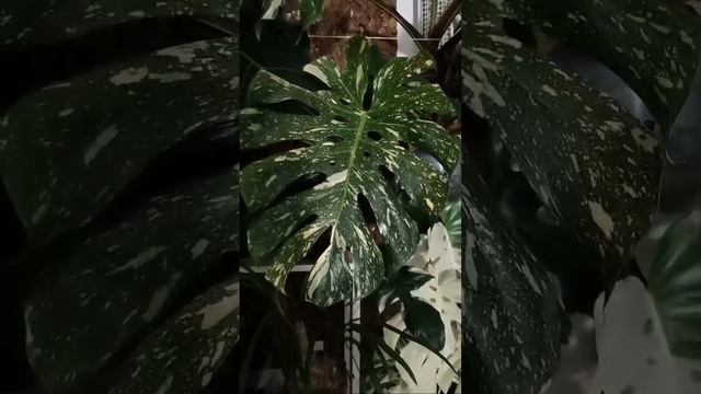 Живая книга ОГОРОДНИКА! Дом Помидоров - Помидом.ру в прямом эфире! смотреть онлайн