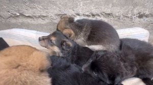 🆘СЕМЬ ЩЕНКОВ ОКАЗАЛИСЬ НА ОБОЧИНЕ ЖИЗНИ