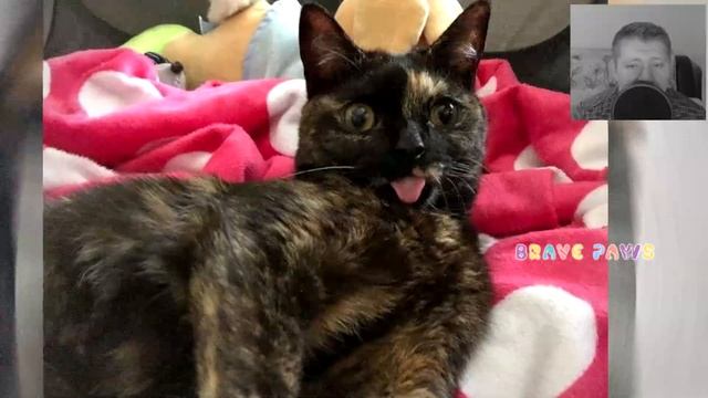 Крошечный котенок с детства был слаб! Ветеринары давали печальные прогнозы! смотреть онлайн