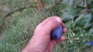 Слива Хаганта.