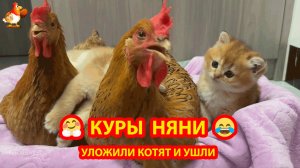 Две Курицы уложили спать Котят и ушли на улицу❣️🤗😂 Няньки в перьях 😍