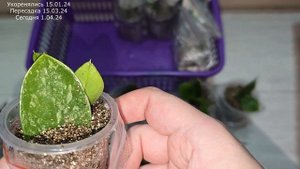 Результаты укоренения вариегатного замиокулькаса, спустя 2,5 месяца, появление деток