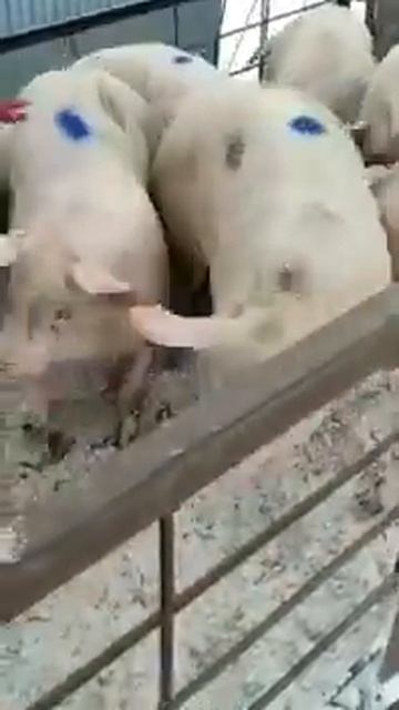 СВИНЬИ С ОТКОРМА | ВЕС ОТ 100 -115 КГ | 2-х ПОРОДНЫЙ ГИБРИД #поросята #свиноматки смотреть онлайн