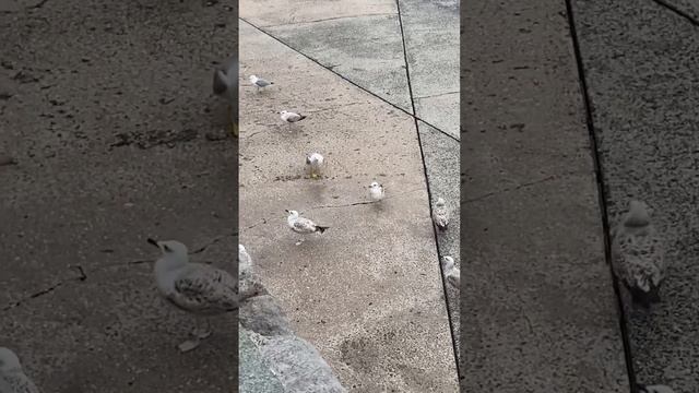 Мини трип по Ялте 🤍 за пару часов смотреть онлайн