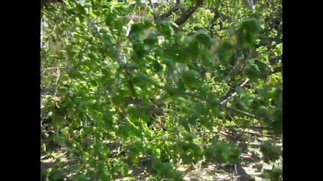 Сильный ураган смотреть онлайн