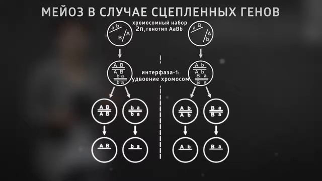 3 5  Сцепленные гены  как идет мейоз смотреть онлайн