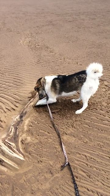 Собака что то учуяла и роет / Добрянка Пермский край смотреть онлайн
