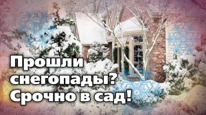 Снег в саду - его польза и вред. Не тяните с этими работами