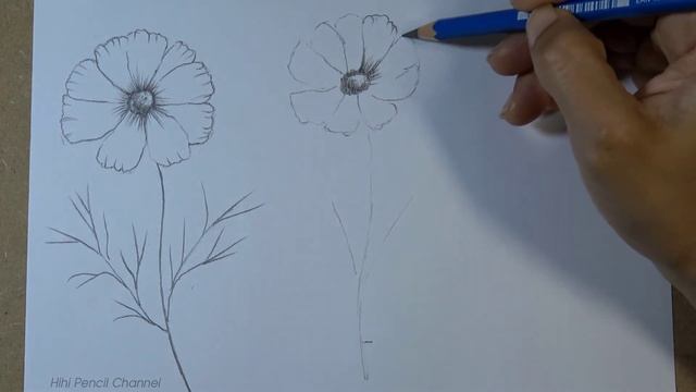 How to draw Cosmos flowers step by step | Pencil Sketch