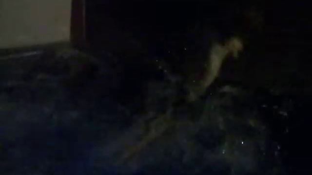 Hot Tub Doesn't Stand a Chance with this Boston Terrier смотреть онлайн